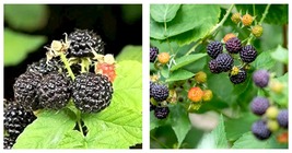 Black Raspberry Rubus Bush Fruit Seeds 100 Seeds - £17.25 GBP