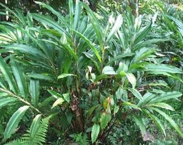 5 Cardamon Cardamom Alpinia Oxyphylla Herb Flower Shrub Tree Seeds Fresh Usa Sel - £7.84 GBP