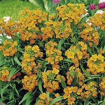 Siberian Wallflower 1000 Seeds Organic Newly Harvested, Beautiful Cut Flowers - £8.58 GBP
