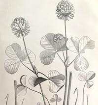 Clover Stoloniferum Flower Drawing Victorian 1887 Art Print Agriculture DWT9C - £19.66 GBP