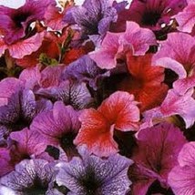 FG 30+ PETUNIA DADDY MIX FLOWER SEEDS / ANNUAL - £12.62 GBP