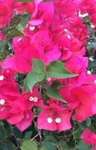 starter/plug plant Well Rooted SHARON WESLEY Bougainvillea - £27.12 GBP