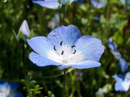 250 Baby Blue Eyes Nemophila Menziesii Fragrant Butterfly Flower Seeds - £5.01 GBP