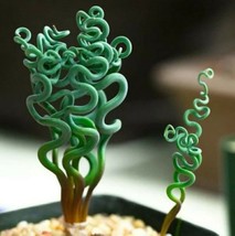 Mixed Rare Succulent Plant Seeds, 100pcs/pack - $86.65 MXN