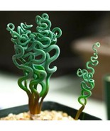 Mixed Rare Succulent Plant Seeds, 100pcs/pack - $86.49 MXN