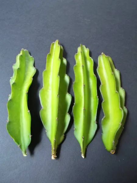 Hylocereus Undatus Grafting Stock Booster Speed Cactus Grafted Cacti 20 ...