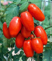 50 + seeds Olivade Tomato Tomatoe Vegetable Garden Edible Canning From US  - £6.91 GBP