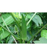 200 Okra Seeds Clemson Spineless Fresh Garden - $246.70 MXN