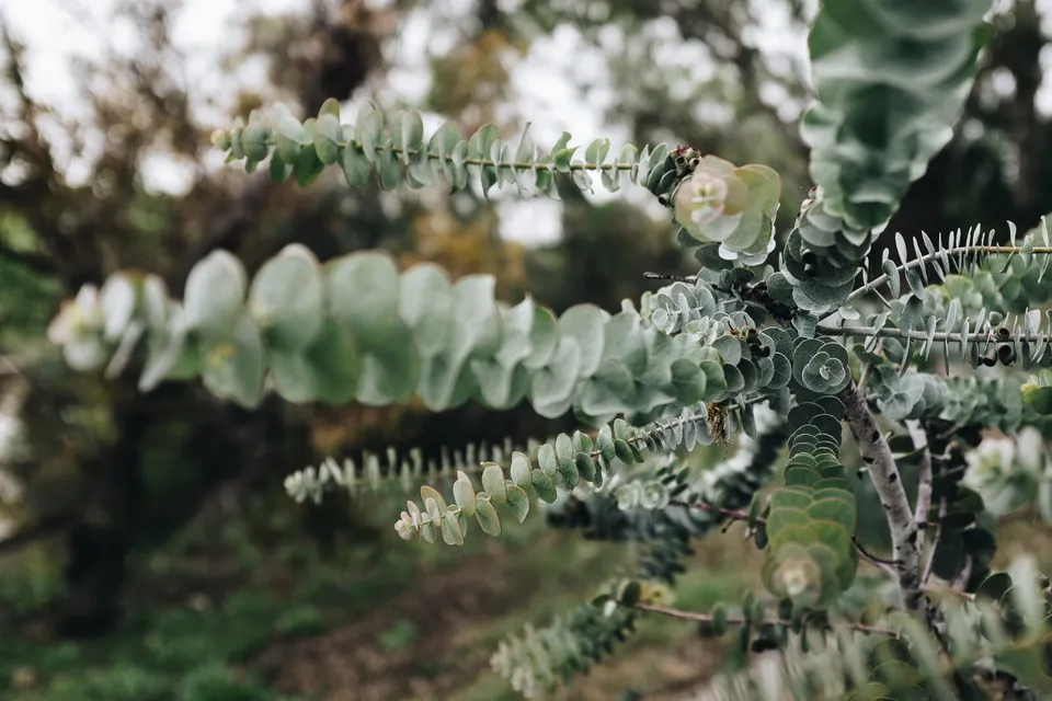 Eucalyptus pulverulenta, Silver Dollar, Bonsai 40 Seeds Fast Shipping - £6.75 GBP