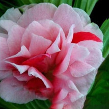 Heirloom 100  pcs Garden Dwarf Balsam Pretty Double Impatiens Flower Novelty Bon - £7.04 GBP