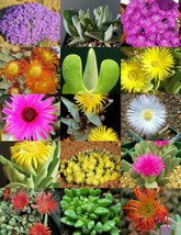 HS Cheiridopsis Mix, Succulent Cactus Mixed Living Stones Rocks Plant Se... - $10.34