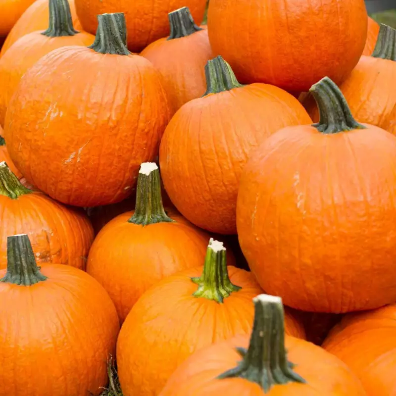 15 Seeds Spookie Pumpkin Plant Heirloom Seeds Fast Growth Quick Enjoy - £7.71 GBP