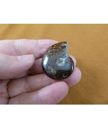 (F415-2) 1-3/8&quot; Ammonite fossil ammonites extinct marine molluscs shell ... - £8.12 GBP