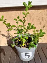 10 piante piantine ligustro gigante sempreverde ligustrum in vaso numera... - $8.32