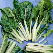 Swiss Chard Seeds - Lucullus - Outdoor Living - Vegetable Seeds - Free Shipping - £22.49 GBP