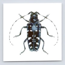 Asian Longhorned Beetle Temporary Tattoo  Temporary Tattoo Pest Bug - $2.96