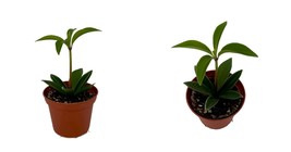 NEW ! ZigZag Peperomia pereskiifolia - 2.5&quot; Pot - Easy to Grow Succulent - £29.05 GBP