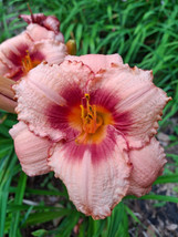 BRN Hemerocallis Daylily Strawbery Candy 1 Starter Fan Live Plant Barero... - $327.74 MXN