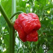 Carolina Reaper Pepper Red, 100 SEEDS D - £13.28 GBP