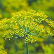 Bouquet Dill - Organic Heirloom Seed - It Can Be Used To Enhance Salads Soups An - £3.14 GBP