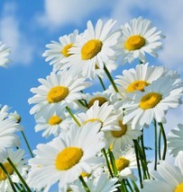 500 Seeds Shasta Daisy Heirloom Seeds For Quick Garden Impressions - £6.72 GBP