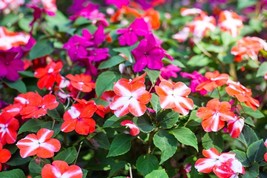 KKG 10 Dwarf Red Star Impatiens Walleriana Red &amp; White Shade Fresh Garden - $8.89