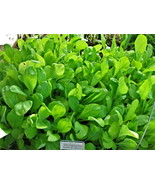 Mustard Spinach Tendergreen Salad Greens 940 Seeds Fresh Gardening - $9.99
