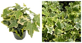 Hardy Groundcover/House Plant - Gold Child English Ivy - Sun or Shade - 4&quot; Pot - £30.84 GBP