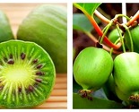 2 Kiwi Issai. Self-pollinizing Live rooted starter Two Plants - £36.82 GBP
