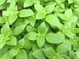 1000 Lemon Basil Seeds Ocimum Basilicum Herb Organic USA Seller - £6.24 GBP