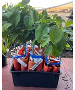 Dr. White Cherimoya - Grafted Tree - Live Tree - Anonna - Custard Apple - €54,66 EUR