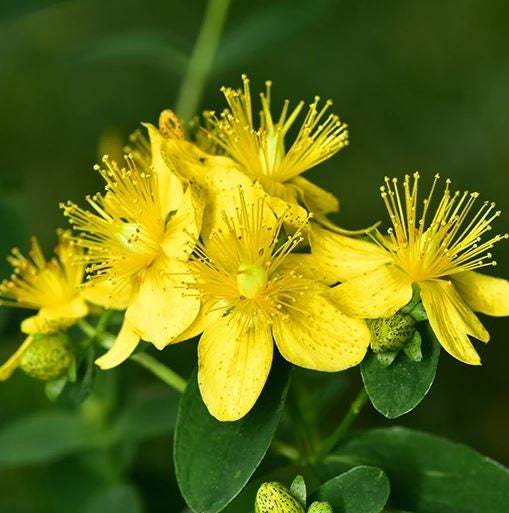 St. John&#39;S Wort Seeds Seeds Herbs At Home Variety Fresh Seeds - $2.98