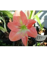 SR Bundle of 6 Amaryllis off set bulbs from Southern Star, Christmas Sta... - $73.90