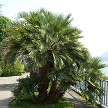 5 Common Windmill Palm Trachycarpus Tunei Hardy Chusan Palm Tree Sun Sha... - $278.36 MXN