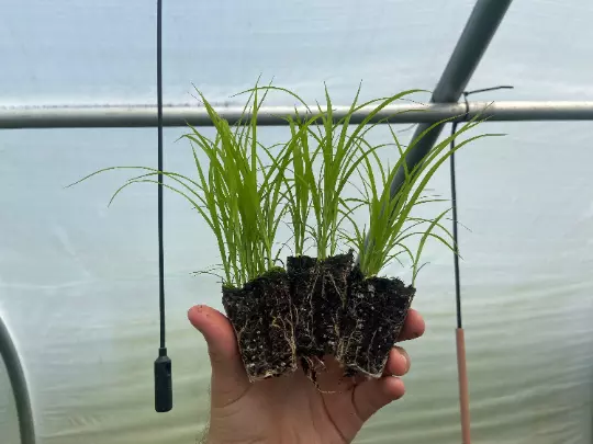 Starter Plant Plug | Carex vulpinoidea | Fox Sedge | Rain Garden | Water... - $19.25