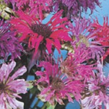 50 Seeds Bee Balm Maonarda Panorama Mix Gardening USA SHIPPING - $12.83