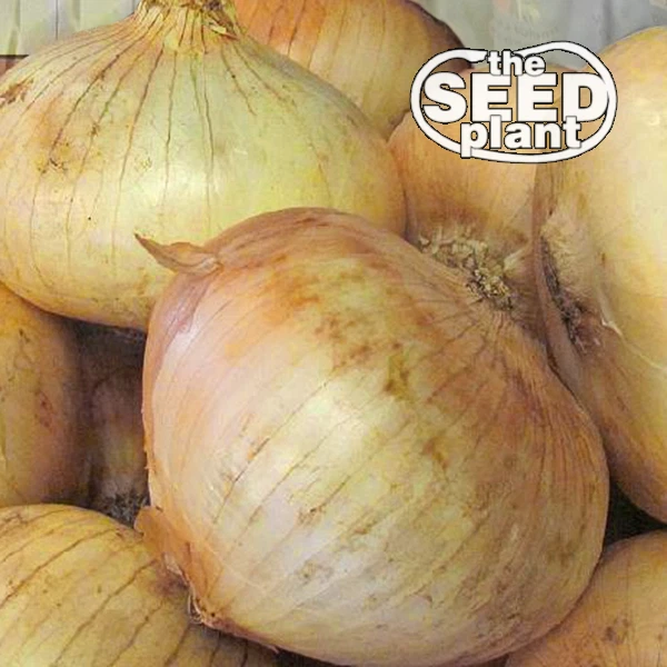 Grano 1015Y Onion Seeds - 150 SEEDS - $7.07