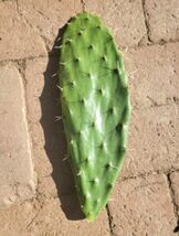 Prickly Pear de Cerro Cactus EDIBLE Pads/Fruits Vegetables 1 PAD - $5.94