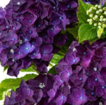 5 Pc Seeds Purple Moph Hydrangea Flower Bush, Hydrangea Seeds for Planting | RK - £14.87 GBP