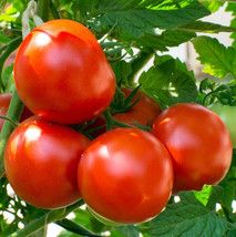 Oregon Spring Tomato Seeds 50+ Garden Vegetables Determinate - $9.89