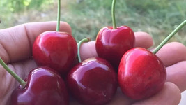 10 Turkish Sweet Cherry Seeds Planting USA Gardening - $7.96