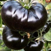 30 Black Sea Man Tomato Seeds Heirloom Organic  From US - £7.40 GBP