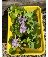 Memorial Day Sale (6) Mix Water Lettuce &amp; Hyacinth Koi Pond Floating Pla... - $39.99