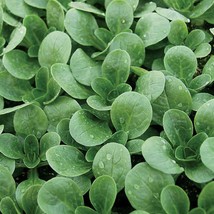 Fresh USA Seller Corn Salad Mache Greens Gourmet Seeds - £12.74 GBP