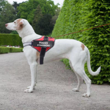 No Pull Dog Harness Breathable Chest Strap Put Your Dog&#39;s Name On It - £12.43 GBP+
