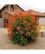 HT 5 Mexican Red Bird Of Paradise Seeds Pulcherrima Flower Fast Grow - $18.39 CAD