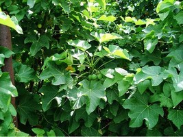 KKG Jatropha Curcas Physic Nut Seeds Fresh Garden - $185.64 MXN