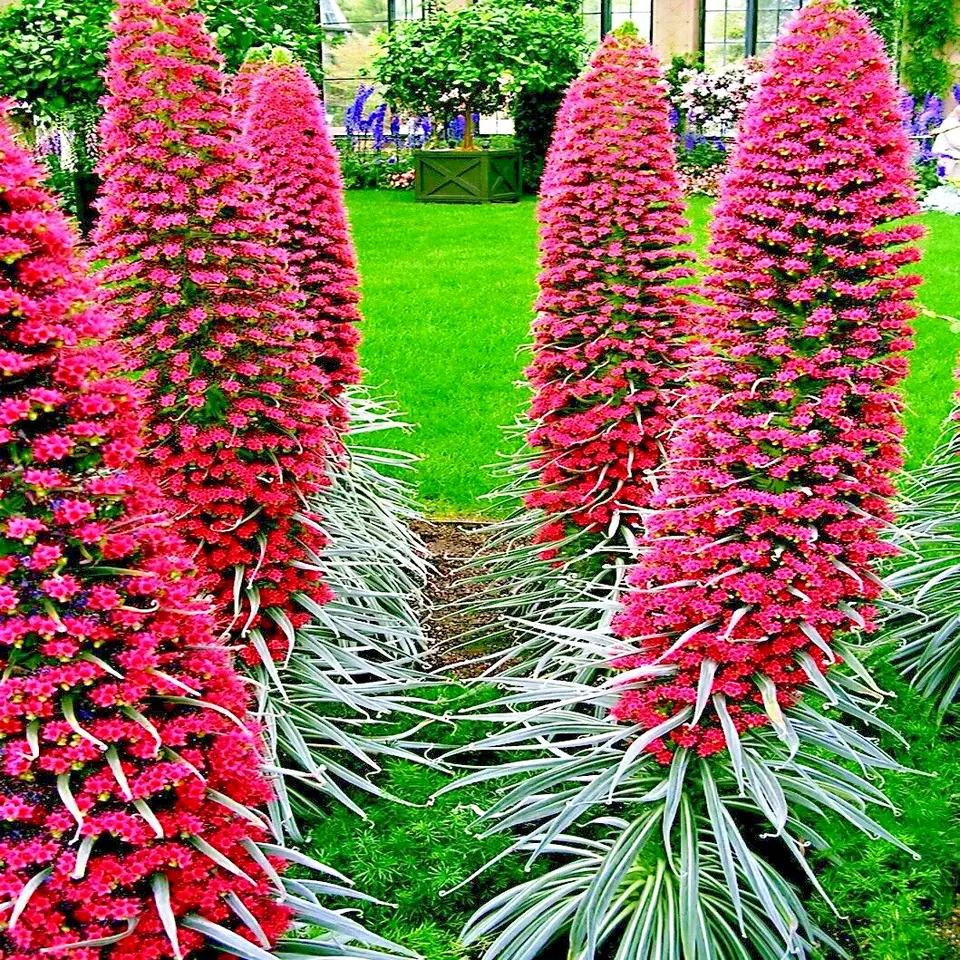 Okb 20 Tower Of Jewels Red Hummingbird Flower Plant Garden Seeds - £14.12 GBP