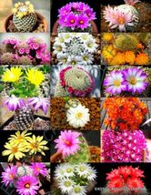 100 Seeds Color Mammillaria Mix Exotic Cacti Rare Cactus Plant Seed - £14.60 GBP