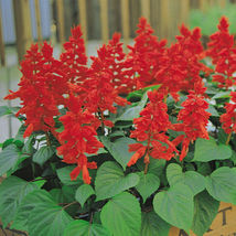 150 Salvia Seeds Vista Red Flower Seeds GARDEN STARTS NURSERY FREESHIP - $55.99